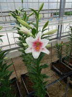 [4551 VH27 No01.JPG]